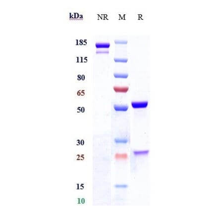 SDS-PAGE - Brontictuzumab Biosimilar - Anti-Notch1 Antibody - Low endotoxin, Azide free (A323333) - Antibodies.com