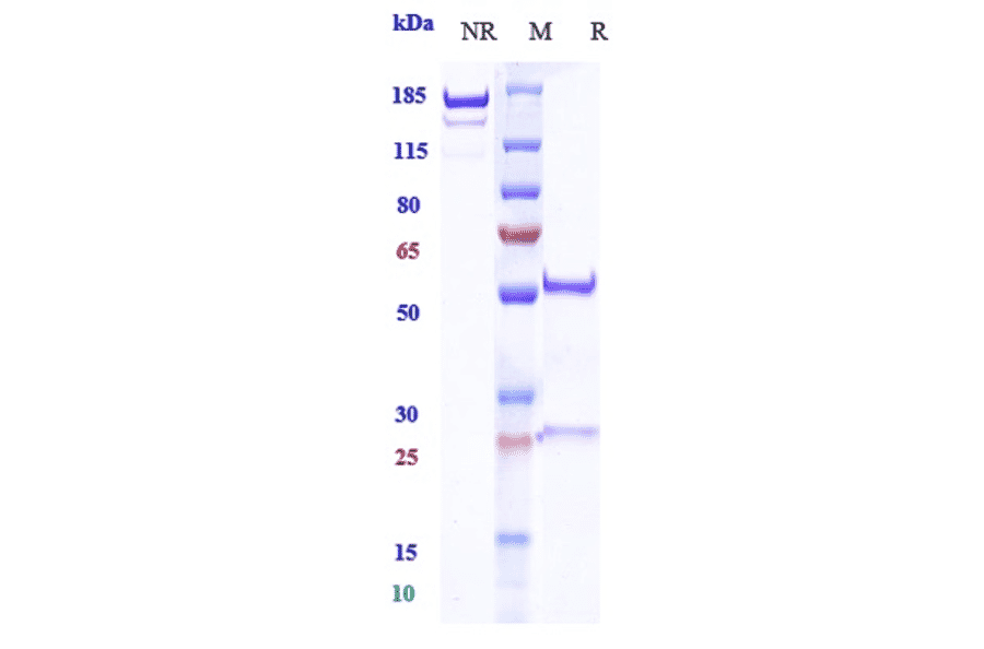 SDS-PAGE - Budigalimab Biosimilar - Anti-PD1 Antibody - Low endotoxin, Azide free (A323334) - Antibodies.com