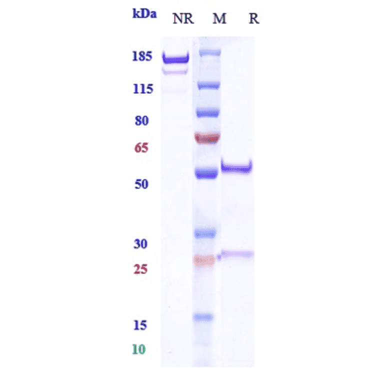 SDS-PAGE - Budigalimab Biosimilar - Anti-PD1 Antibody - Low endotoxin, Azide free (A323334) - Antibodies.com