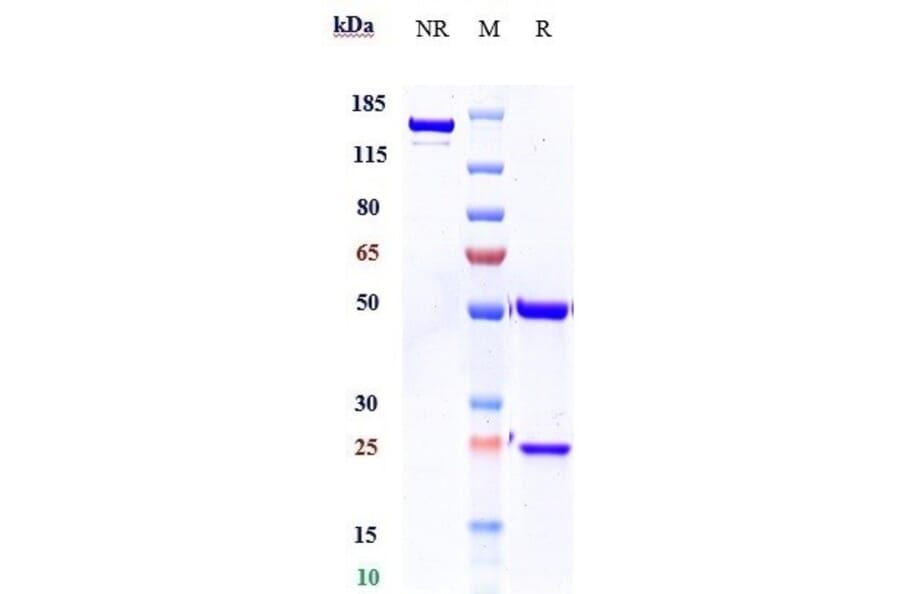 SDS-PAGE - Burosumab Biosimilar - Anti-FGF23 Antibody - Low endotoxin, Azide free (A323335) - Antibodies.com