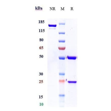 SDS-PAGE - Burosumab Biosimilar - Anti-FGF23 Antibody - Low endotoxin, Azide free (A323335) - Antibodies.com