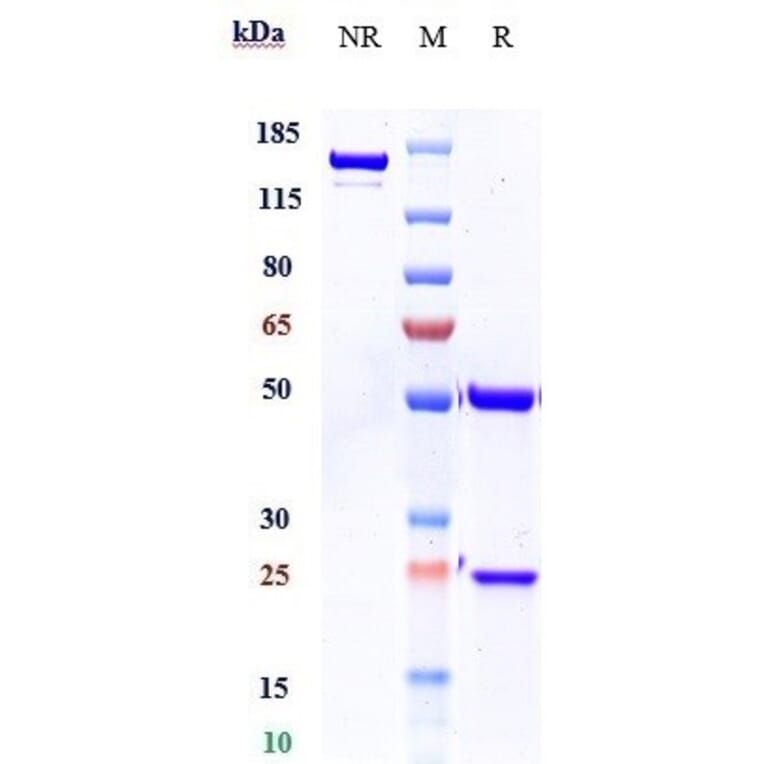 SDS-PAGE - Burosumab Biosimilar - Anti-FGF23 Antibody - Low endotoxin, Azide free (A323335) - Antibodies.com