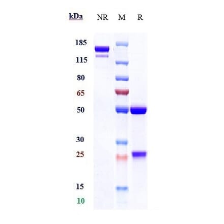 SDS-PAGE - Cabiralizumab Biosimilar - Anti-CSF-1-R Antibody - Low endotoxin, Azide free (A323336) - Antibodies.com