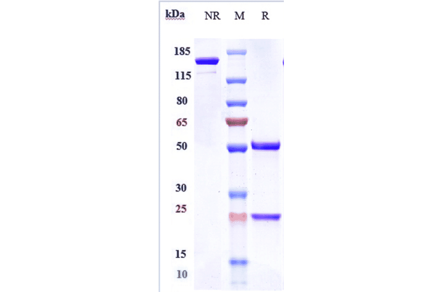 SDS-PAGE - Camrelizumab Biosimilar - Anti-PD1 Antibody - Low endotoxin, Azide free (A323338) - Antibodies.com