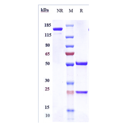 SDS-PAGE - Camrelizumab Biosimilar - Anti-PD1 Antibody - Low endotoxin, Azide free (A323338) - Antibodies.com