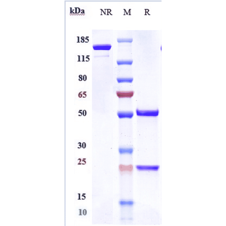 SDS-PAGE - Camrelizumab Biosimilar - Anti-PD1 Antibody - Low endotoxin, Azide free (A323338) - Antibodies.com