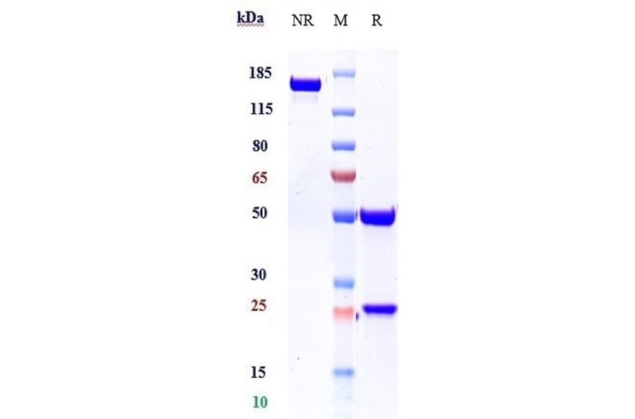 SDS-PAGE - Canakinumab Biosimilar - Anti-IL-1 beta Antibody - Low endotoxin, Azide free (A323339) - Antibodies.com