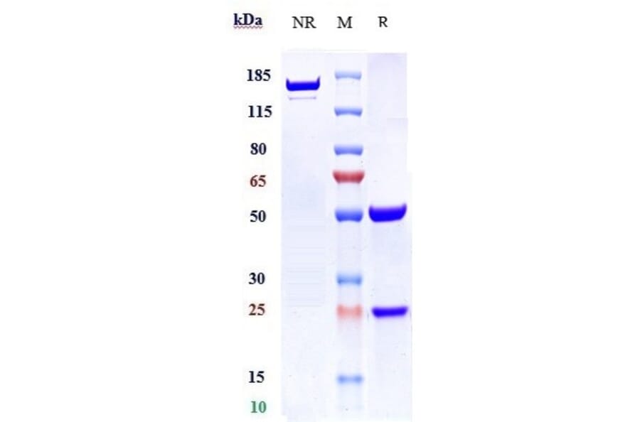 SDS-PAGE - Cantuzumab Biosimilar - Anti-MUC1 Antibody - Low endotoxin, Azide free (A323343) - Antibodies.com