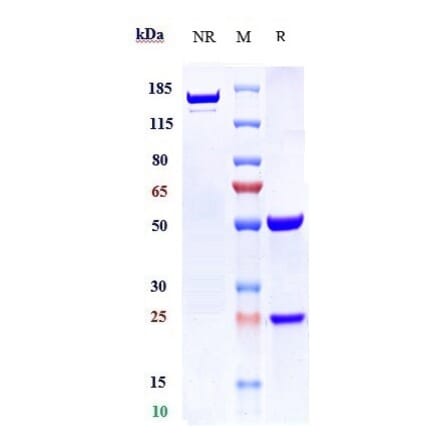SDS-PAGE - Cantuzumab Biosimilar - Anti-MUC1 Antibody - Low endotoxin, Azide free (A323343) - Antibodies.com