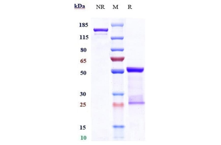 SDS-PAGE - Carlumab Biosimilar - Anti-MCP1 Antibody - Low endotoxin, Azide free (A323344) - Antibodies.com