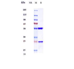 SDS-PAGE - Cendakimab Biosimilar - Anti-IL-13 Antibody - Low endotoxin, Azide free (A323349) - Antibodies.com