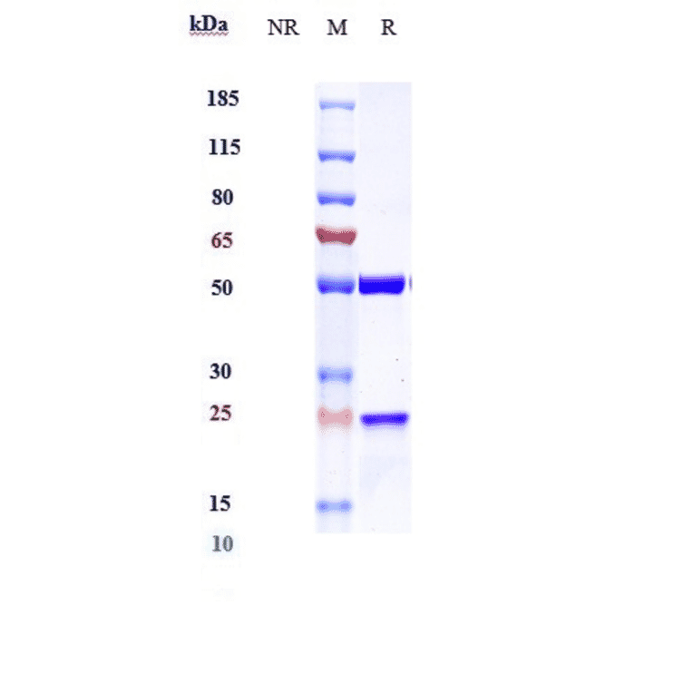 SDS-PAGE - Cendakimab Biosimilar - Anti-IL-13 Antibody - Low endotoxin, Azide free (A323349) - Antibodies.com