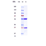 SDS-PAGE - Cendakimab Biosimilar - Anti-IL-13 Antibody - Low endotoxin, Azide free (A323349) - Antibodies.com