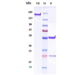 SDS-PAGE - Cergutuzumab Biosimilar - Anti-CEACAM5 Antibody - Low endotoxin, Azide free (A323350) - Antibodies.com