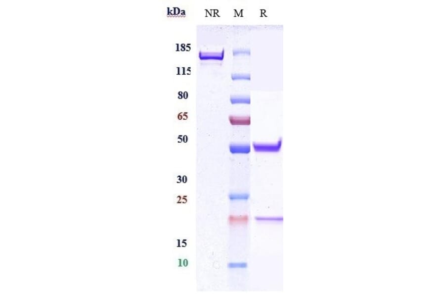 SDS-PAGE - Cergutuzumab Biosimilar - Anti-CEACAM5 Antibody - Low endotoxin, Azide free (A323350) - Antibodies.com