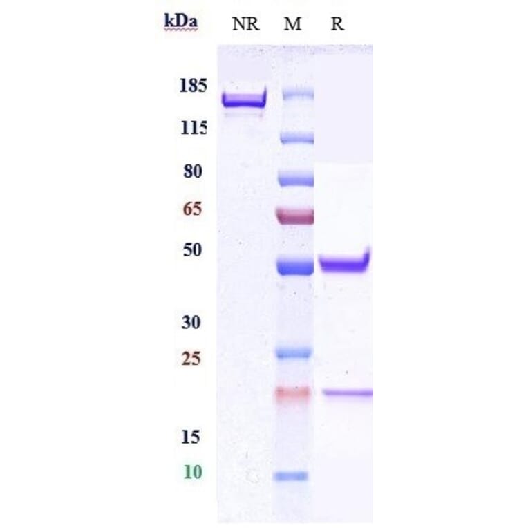 SDS-PAGE - Cergutuzumab Biosimilar - Anti-CEACAM5 Antibody - Low endotoxin, Azide free (A323350) - Antibodies.com