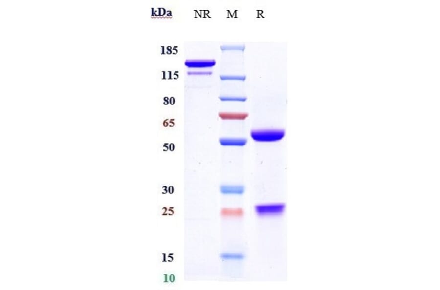 SDS-PAGE - Certolizumab Biosimilar - Anti-TNF alpha Antibody - Low endotoxin, Azide free (A323351) - Antibodies.com