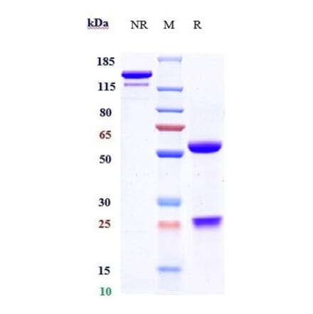 SDS-PAGE - Certolizumab Biosimilar - Anti-TNF alpha Antibody - Low endotoxin, Azide free (A323351) - Antibodies.com
