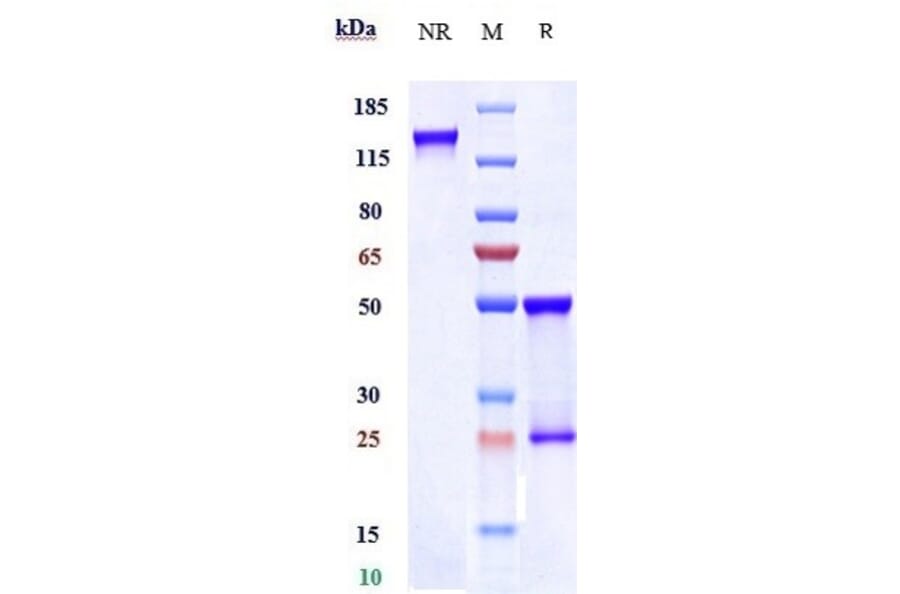 SDS-PAGE - Cevostamab Biosimilar - Anti-FCRL5 Antibody - Low endotoxin, Azide free (A323356) - Antibodies.com