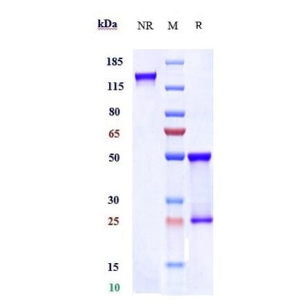 SDS-PAGE - Cevostamab Biosimilar - Anti-FCRL5 Antibody - Low endotoxin, Azide free (A323356) - Antibodies.com