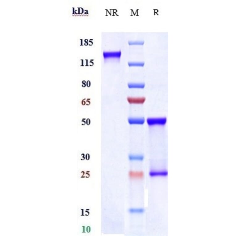 SDS-PAGE - Cevostamab Biosimilar - Anti-FCRL5 Antibody - Low endotoxin, Azide free (A323356) - Antibodies.com