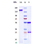 SDS-PAGE - Cevostamab Biosimilar - Anti-FCRL5 Antibody - Low endotoxin, Azide free (A323356) - Antibodies.com