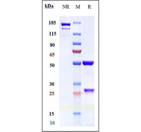 SDS-PAGE - Cinpanemab Biosimilar - Anti-alpha Synuclein Antibody - Low endotoxin, Azide free (A323357) - Antibodies.com