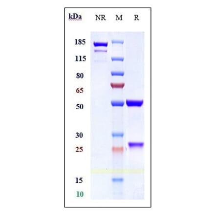 SDS-PAGE - Cinpanemab Biosimilar - Anti-alpha Synuclein Antibody - Low endotoxin, Azide free (A323357) - Antibodies.com