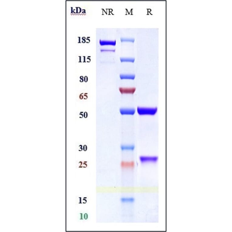 SDS-PAGE - Cinpanemab Biosimilar - Anti-alpha Synuclein Antibody - Low endotoxin, Azide free (A323357) - Antibodies.com