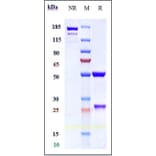 SDS-PAGE - Cinpanemab Biosimilar - Anti-alpha Synuclein Antibody - Low endotoxin, Azide free (A323357) - Antibodies.com