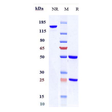 SDS-PAGE - Citatuzumab Biosimilar - Anti-EpCAM Antibody - Low endotoxin, Azide free (A323358) - Antibodies.com