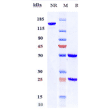 SDS-PAGE - Citatuzumab Biosimilar - Anti-EpCAM Antibody - Low endotoxin, Azide free (A323358) - Antibodies.com