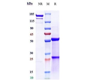 SDS-PAGE - Cixutumumab Biosimilar - Anti-IGF1 Receptor Antibody - Low endotoxin, Azide free (A323359) - Antibodies.com
