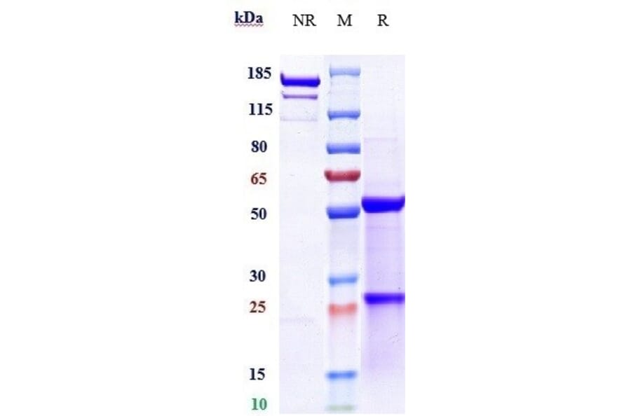 SDS-PAGE - Cixutumumab Biosimilar - Anti-IGF1 Receptor Antibody - Low endotoxin, Azide free (A323359) - Antibodies.com