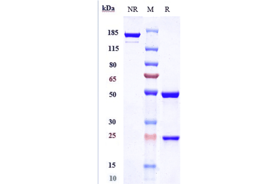 SDS-PAGE - Clazakizumab Biosimilar - Anti-IL-6 Antibody - Low endotoxin, Azide free (A323360) - Antibodies.com