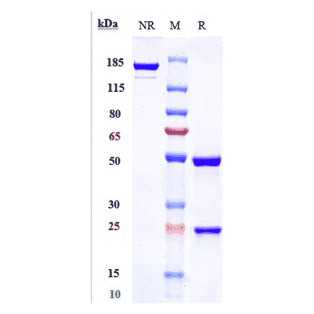 SDS-PAGE - Clazakizumab Biosimilar - Anti-IL-6 Antibody - Low endotoxin, Azide free (A323360) - Antibodies.com