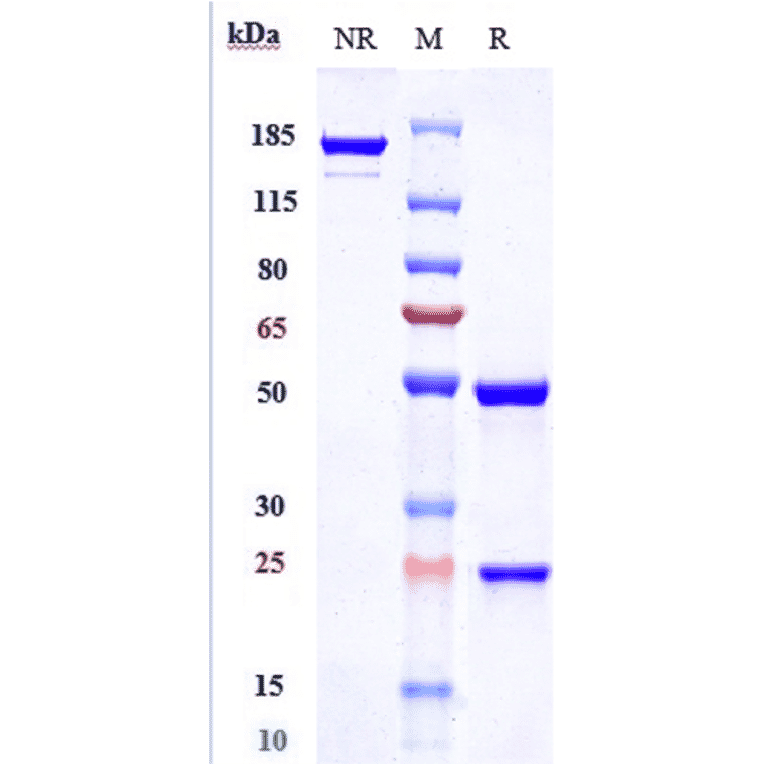 SDS-PAGE - Clazakizumab Biosimilar - Anti-IL-6 Antibody - Low endotoxin, Azide free (A323360) - Antibodies.com