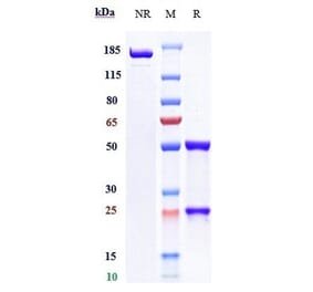 SDS-PAGE - Cobolimab Biosimilar - Anti-TIM 3 Antibody - Low endotoxin, Azide free (A323363) - Antibodies.com