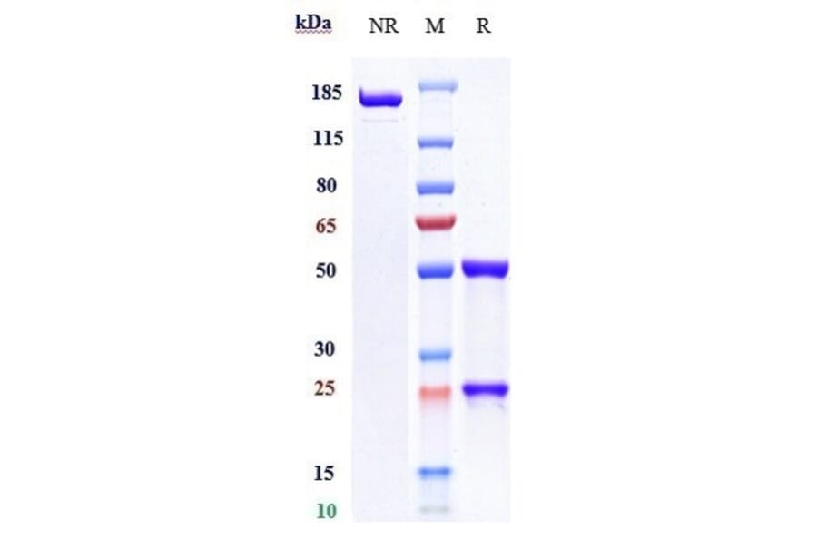 SDS-PAGE - Cobolimab Biosimilar - Anti-TIM 3 Antibody - Low endotoxin, Azide free (A323363) - Antibodies.com