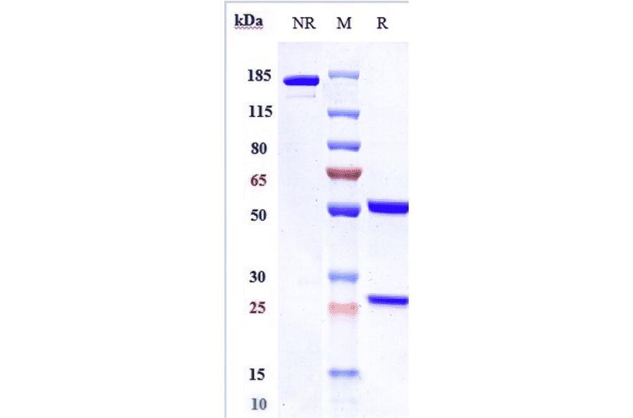 SDS-PAGE - Codrituzumab Biosimilar - Anti-Glypican 3 Antibody - Low endotoxin, Azide free (A323365) - Antibodies.com