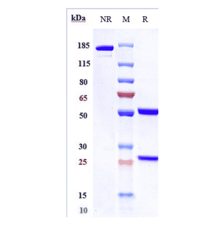 SDS-PAGE - Codrituzumab Biosimilar - Anti-Glypican 3 Antibody - Low endotoxin, Azide free (A323365) - Antibodies.com