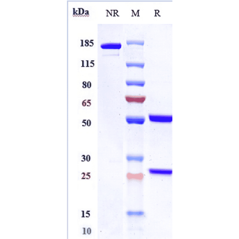 SDS-PAGE - Codrituzumab Biosimilar - Anti-Glypican 3 Antibody - Low endotoxin, Azide free (A323365) - Antibodies.com