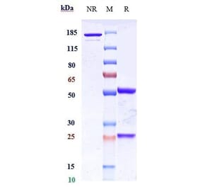 SDS-PAGE - Cofetuzumab Biosimilar - Anti-CCK4 Antibody - Low endotoxin, Azide free (A323366) - Antibodies.com