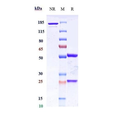 SDS-PAGE - Cofetuzumab Biosimilar - Anti-CCK4 Antibody - Low endotoxin, Azide free (A323366) - Antibodies.com