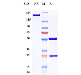 SDS-PAGE - Conatumumab Biosimilar - Anti-DR5 Antibody - Low endotoxin, Azide free (A323368) - Antibodies.com