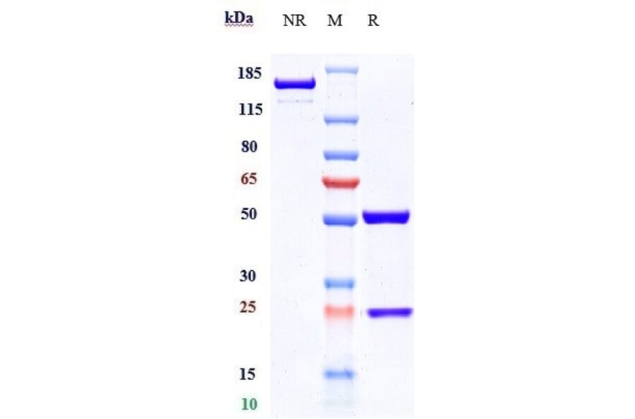 SDS-PAGE - Conatumumab Biosimilar - Anti-DR5 Antibody - Low endotoxin, Azide free (A323368) - Antibodies.com