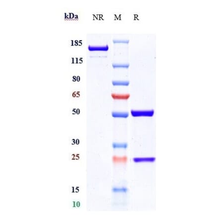 SDS-PAGE - Conatumumab Biosimilar - Anti-DR5 Antibody - Low endotoxin, Azide free (A323368) - Antibodies.com