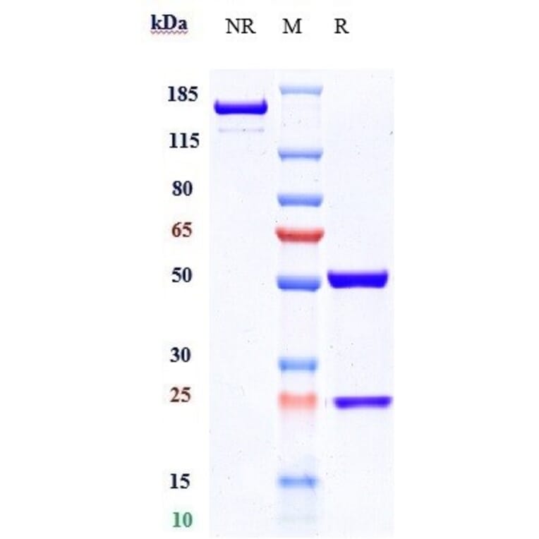 SDS-PAGE - Conatumumab Biosimilar - Anti-DR5 Antibody - Low endotoxin, Azide free (A323368) - Antibodies.com