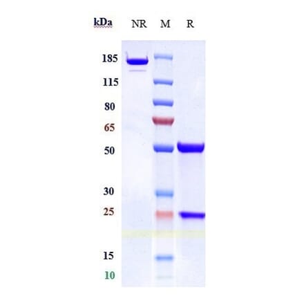 SDS-PAGE - Concizumab Biosimilar - Anti-TFPI Antibody - Low endotoxin, Azide free (A323369) - Antibodies.com