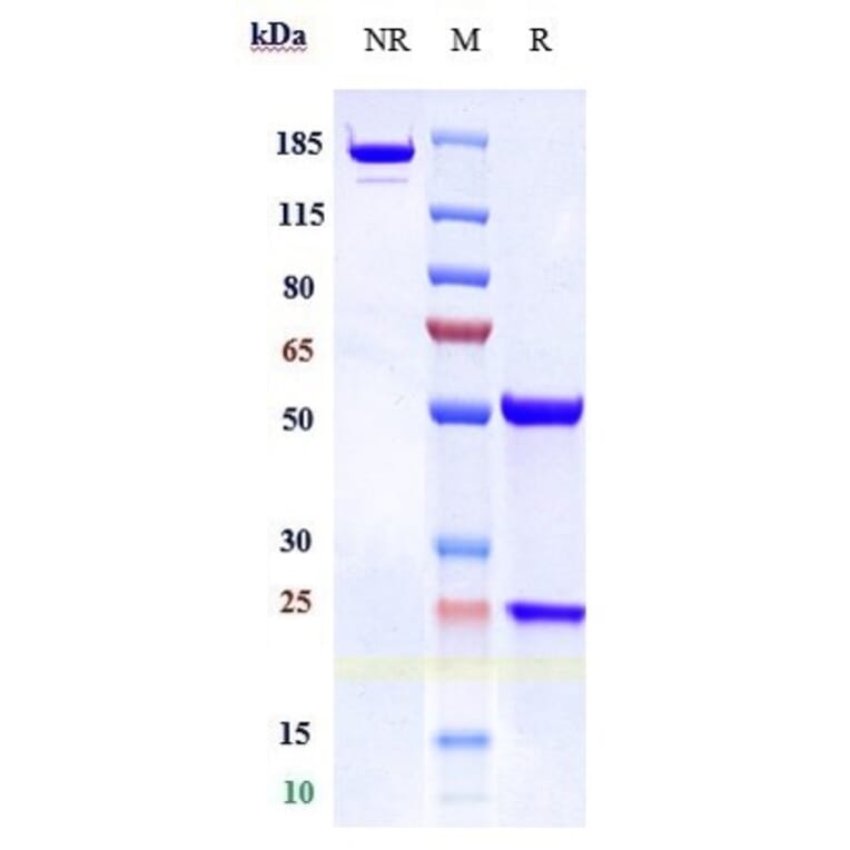 SDS-PAGE - Concizumab Biosimilar - Anti-TFPI Antibody - Low endotoxin, Azide free (A323369) - Antibodies.com